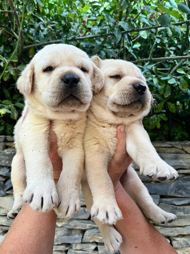Dove comprare cuccioli labrador a Leivi