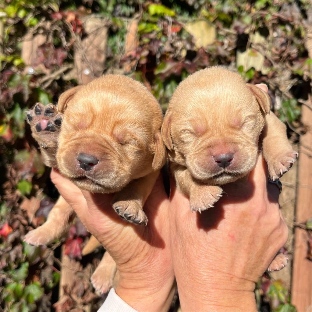 Allevamento cuccioli labrador con pedigree a Leivi