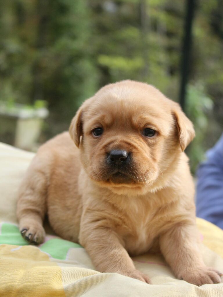 Allevamento cuccioli labrador con pedigree a Leivi