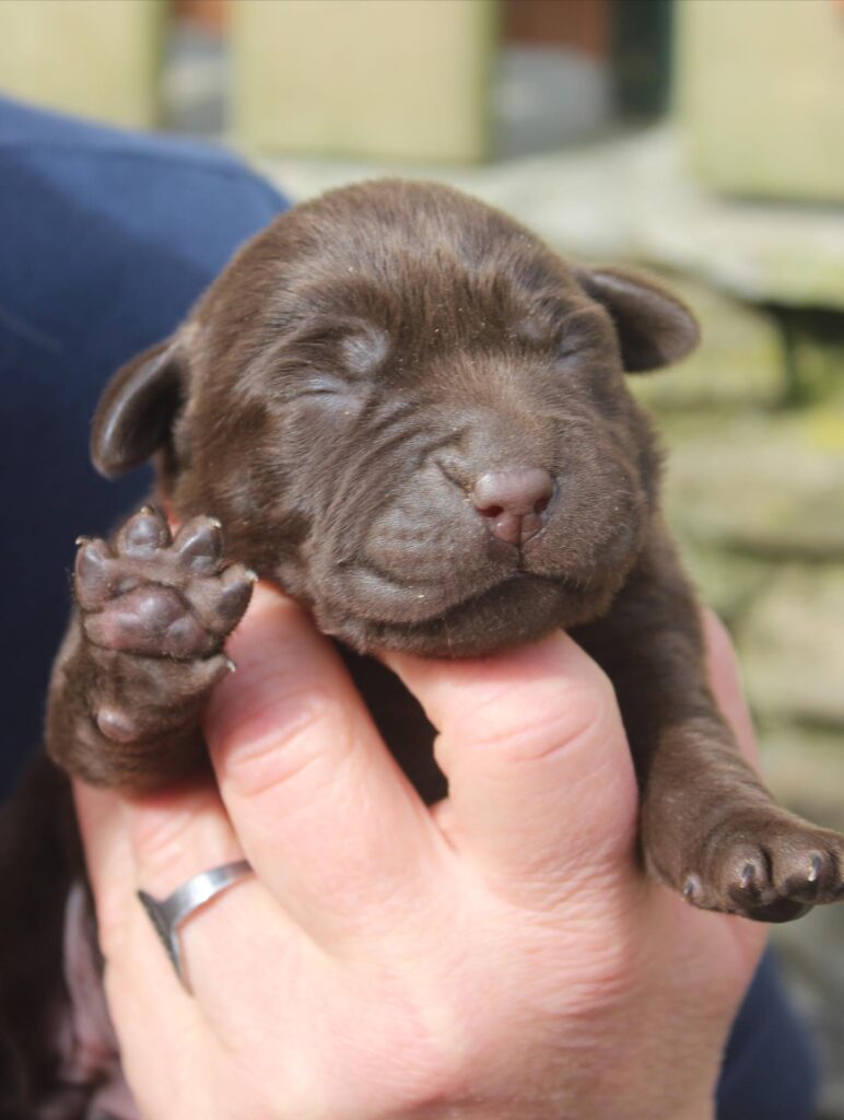 Allevamento cuccioli labrador con pedigree a Leivi