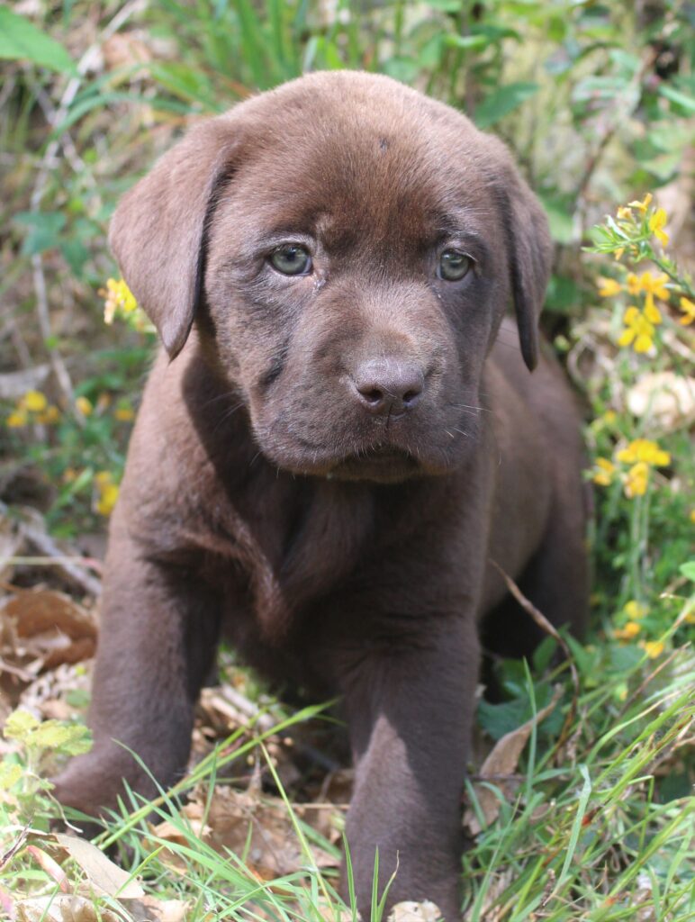 Dove comprare cuccioli labrador a Leivi
