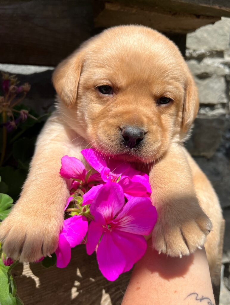 Dove comprare cuccioli labrador a Leivi